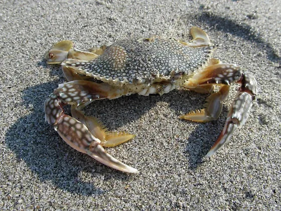 Knocker Jigs - Speckled Crab